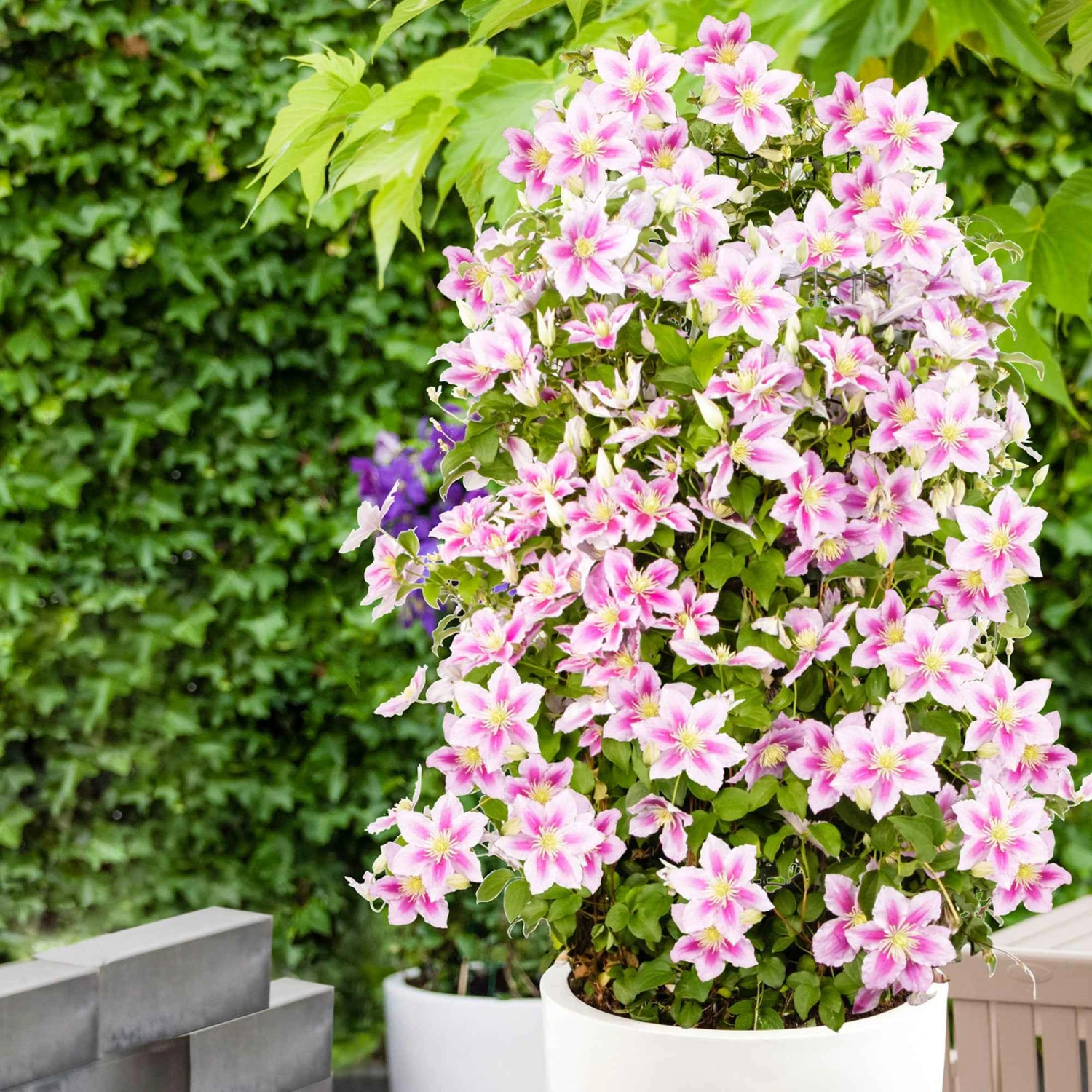 Collection De 3 Grimpantes : Chèvrefeuille, Clématite, Vigne Vierge 5 Collection De 3 Grimpantes : Chèvrefeuille, Clématite, Vigne Vierge – Image 3