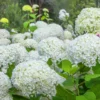 Hortensia Annabelle 1 Hortensia Annabelle -Pas Cher Jard Essy Magasin 26227 4 1704896192122