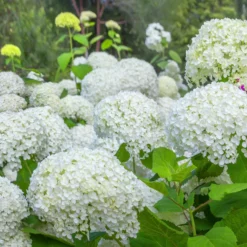 Hortensia Annabelle
