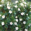 Jasmin Du Brésil Blanc - Dipladenia 2 Jasmin Du Brésil Blanc - Dipladenia -Pas Cher Jard Essy Magasin 38794 5 1700060916262
