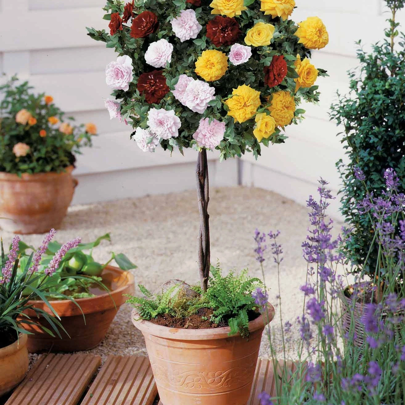 Rosier Tricolore Sur Tige Bombe Parfumée 3 Rosier Tricolore Sur Tige Bombe Parfumée