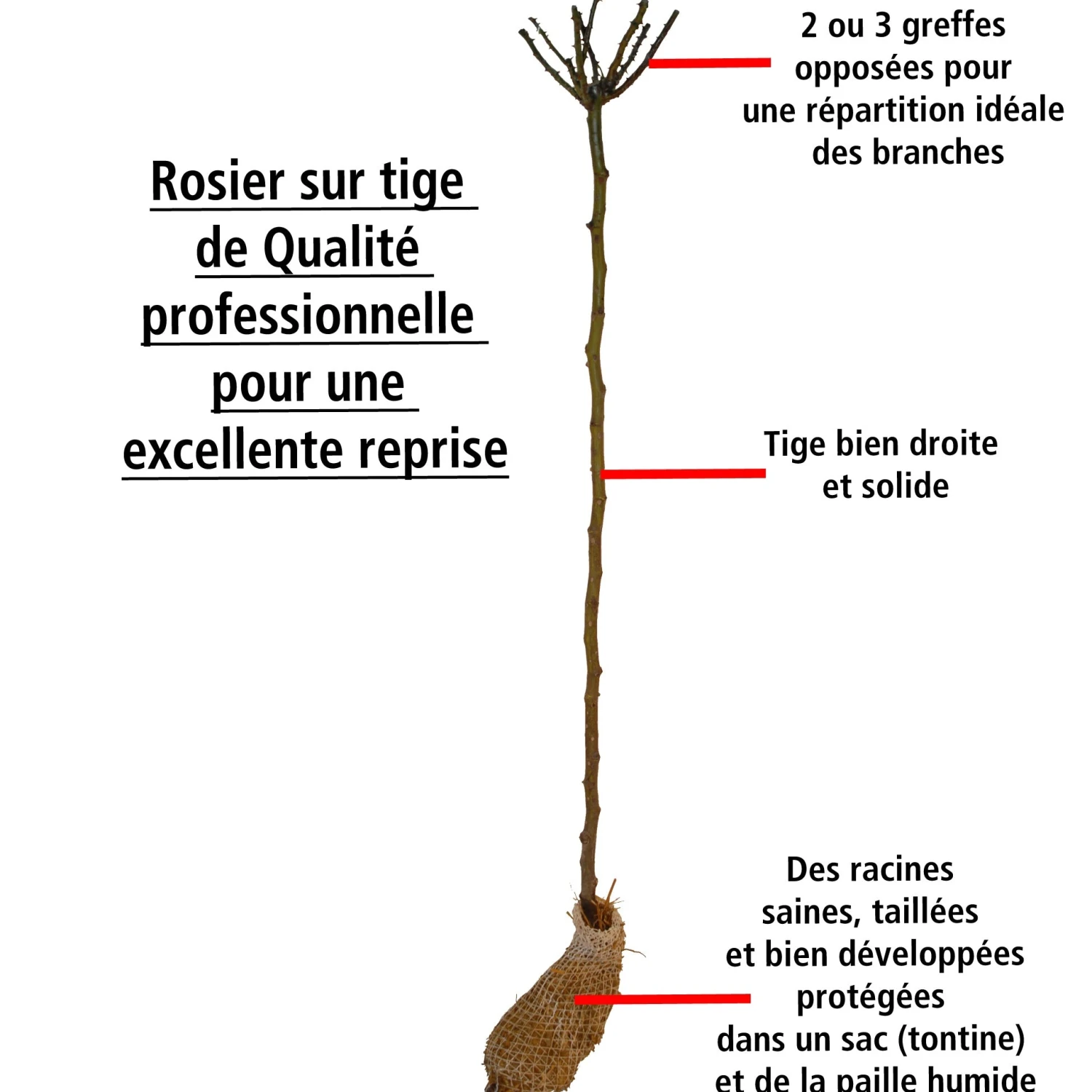Rosier Tricolore Sur Tige Bombe Parfumée 4 Rosier Tricolore Sur Tige Bombe Parfumée – Image 2