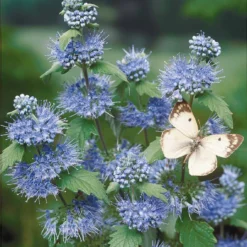 Caryopteris Heavenly Blue -Pas Cher Jard Essy Magasin 44237 4 1700230781957