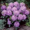 Rhododendron Catawbiense Grandiflorum -Pas Cher Jard Essy Magasin 60004 4 1700144083060