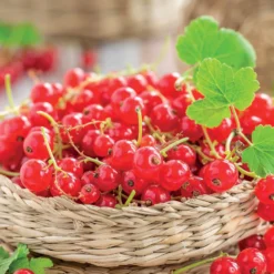 Groseillier Jonkheer Van Tets -Pas Cher Jard Essy Magasin 71046 4