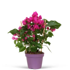 Bougainvillier Vera Deep Purple -Pas Cher Jard Essy Magasin 71074 3