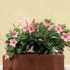 Jasmin Du Brésil Rose - Dipladenia 1 Jasmin Du Brésil Rose - Dipladenia -Pas Cher Jard Essy Magasin 71246 4 1700141774145 scaled