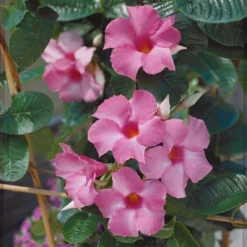 Jasmin Du Brésil Rose - Dipladenia 7 Jasmin Du Brésil Rose - Dipladenia -Pas Cher Jard Essy Magasin 71246 6 1700141781950