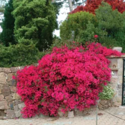 Bougainvillier Rose -Pas Cher Jard Essy Magasin 92262 1