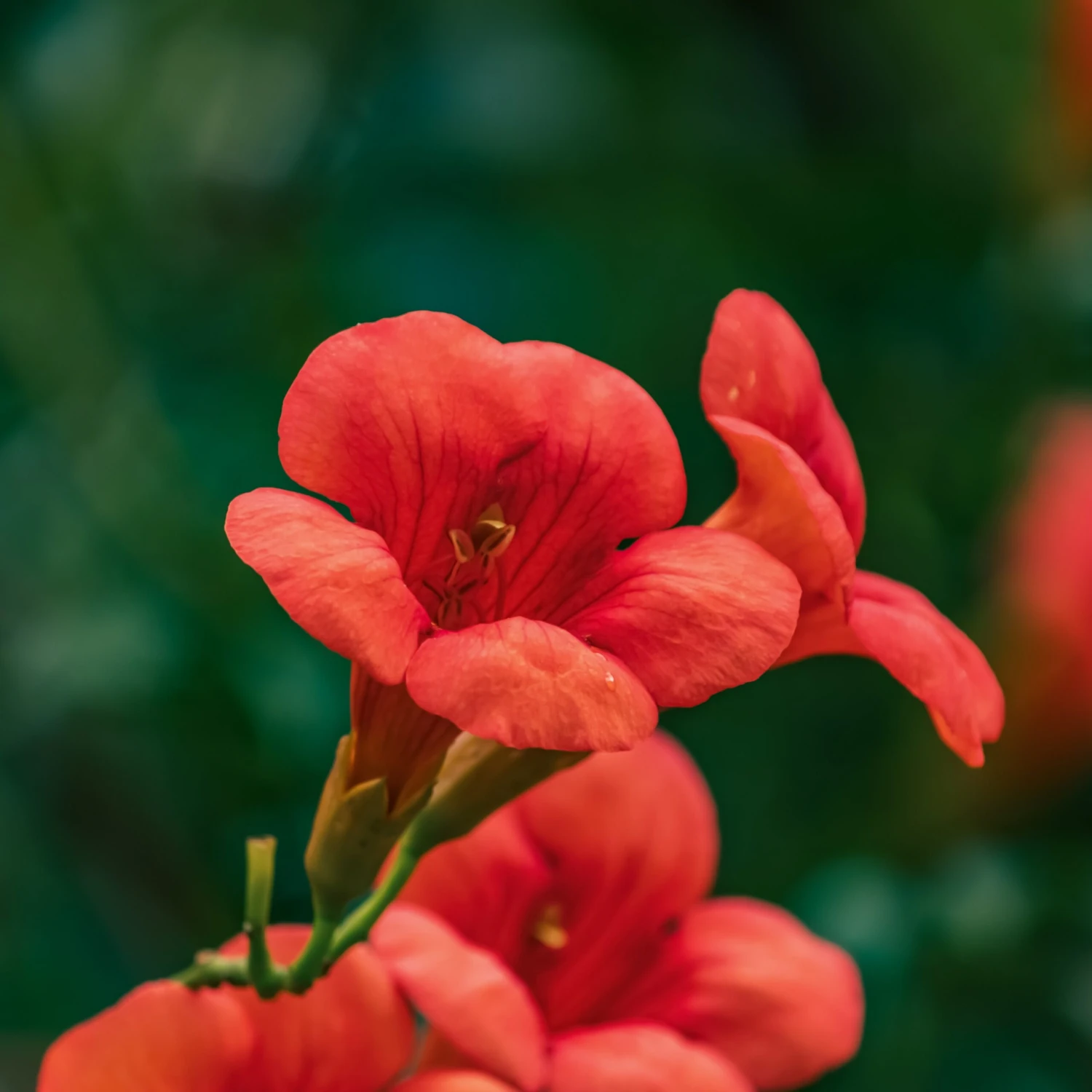 Bignone Stromboli 5 Bignone Stromboli – Image 3