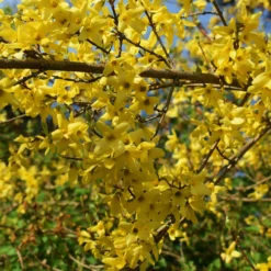 Collection Haie Des Quatre Saisons - 6 Arbustes 17 Collection Haie Des Quatre Saisons - 6 Arbustes -Pas Cher Jard Essy Magasin ADO 007649 6 1704359219676 scaled