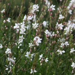Collection De 7 Plantes Vivaces à Feuillages Originaux -Pas Cher Jard Essy Magasin ADO 017231 5 1705415741782 scaled