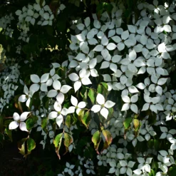 Cornouiller Du Japon 9 Cornouiller Du Japon -Pas Cher Jard Essy Magasin ADO 017312 1 BK 1706620812136