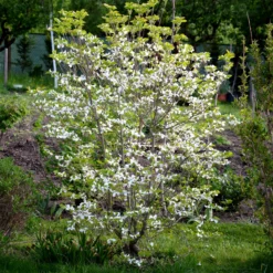 Cornouiller Du Japon 8 Cornouiller Du Japon -Pas Cher Jard Essy Magasin ADO 017312 2 1706620821088