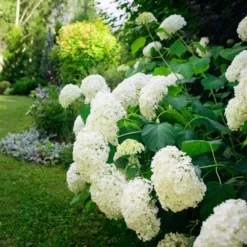 Hortensia Annabelle -Pas Cher Jard Essy Magasin ADO 017314 3 1704896577034 scaled