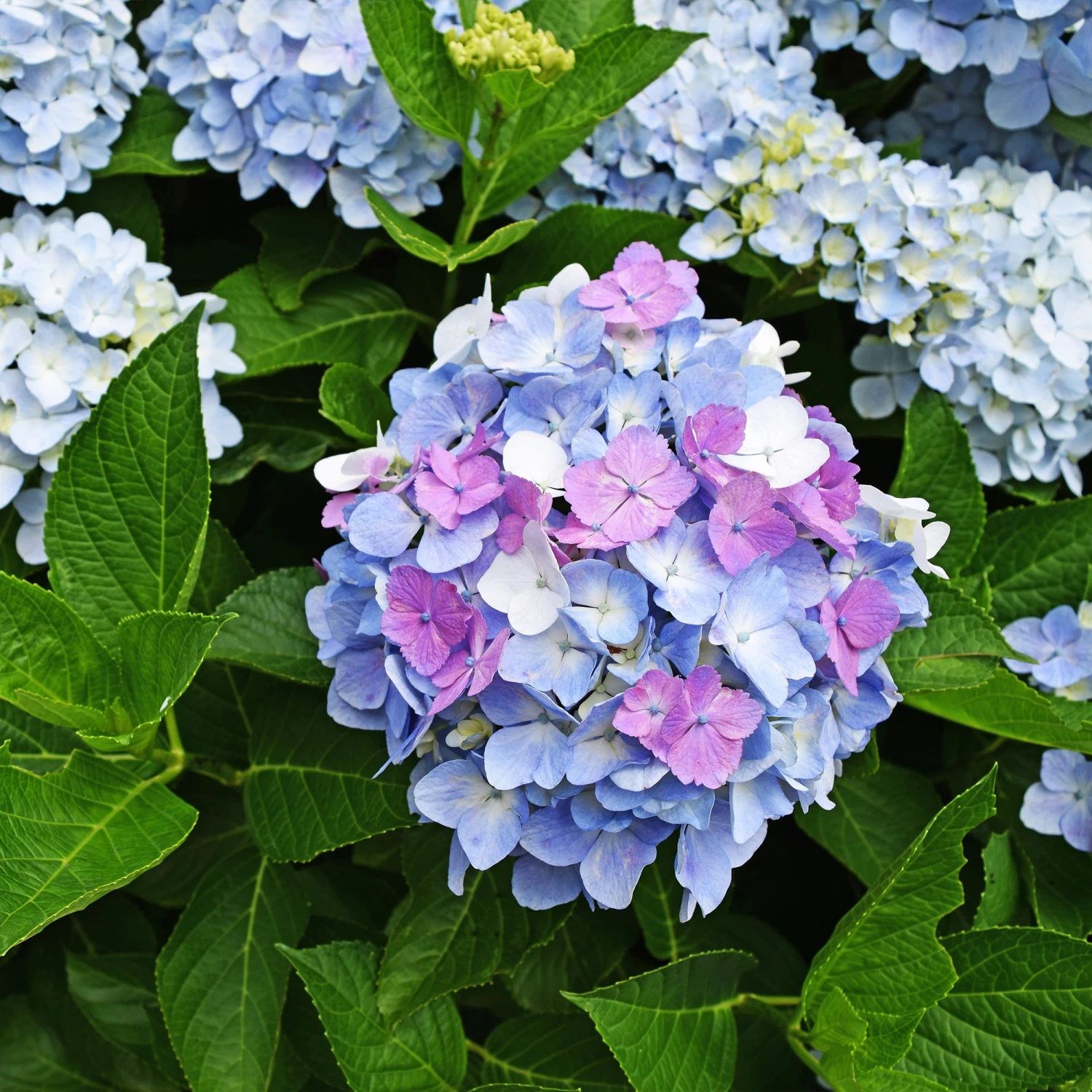 Hortensia Tricolore 5 Hortensia Tricolore – Image 3
