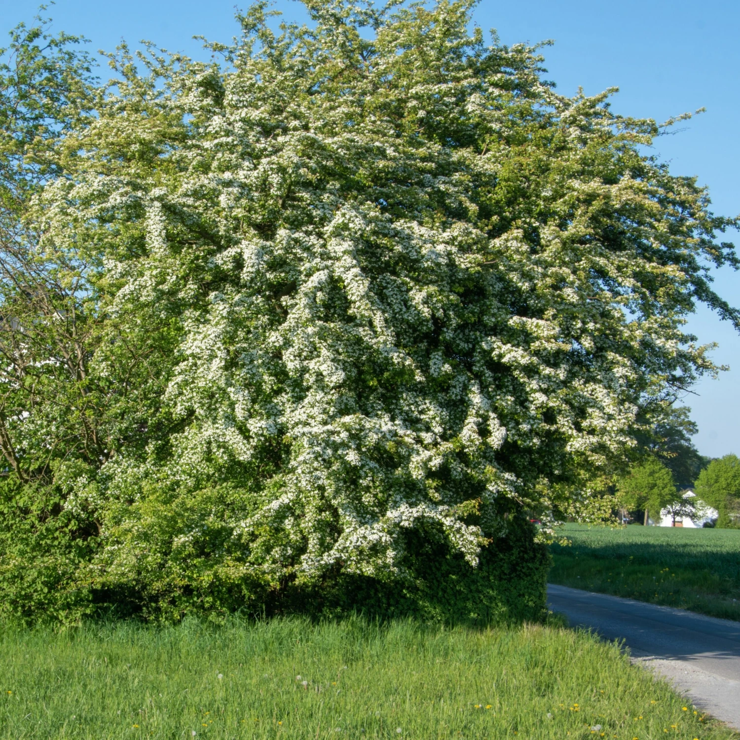 Aubépine 4 Aubépine – Image 2