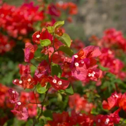 Bougainvillier Rouge 9 Bougainvillier Rouge -Pas Cher Jard Essy Magasin ADO 028351 1 BK 1704813441958