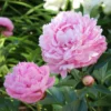 Pivoine Sarah Bernhardt 1 Pivoine Sarah Bernhardt -Pas Cher Jard Essy Magasin ADO 030754 2 1704708594747 scaled