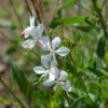 Gaura Blanche -Pas Cher Jard Essy Magasin ADO 101002 1 1705484695145
