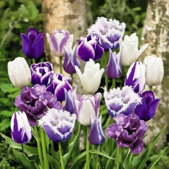 20 Tulipes Paradis En Mélange