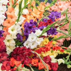 Pack De 312 Bulbes -Pas Cher Jard Essy Magasin HOR 020111 3 1708515156926