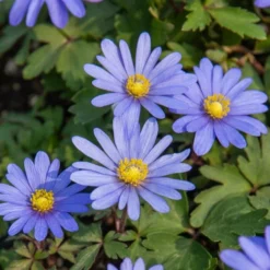 Pack De 312 Bulbes -Pas Cher Jard Essy Magasin HOR 020111 6 1708515163509