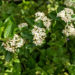 Aronia Prunifolia Nero -Pas Cher Jard Essy Magasin HOR 103243 3 1700838885425