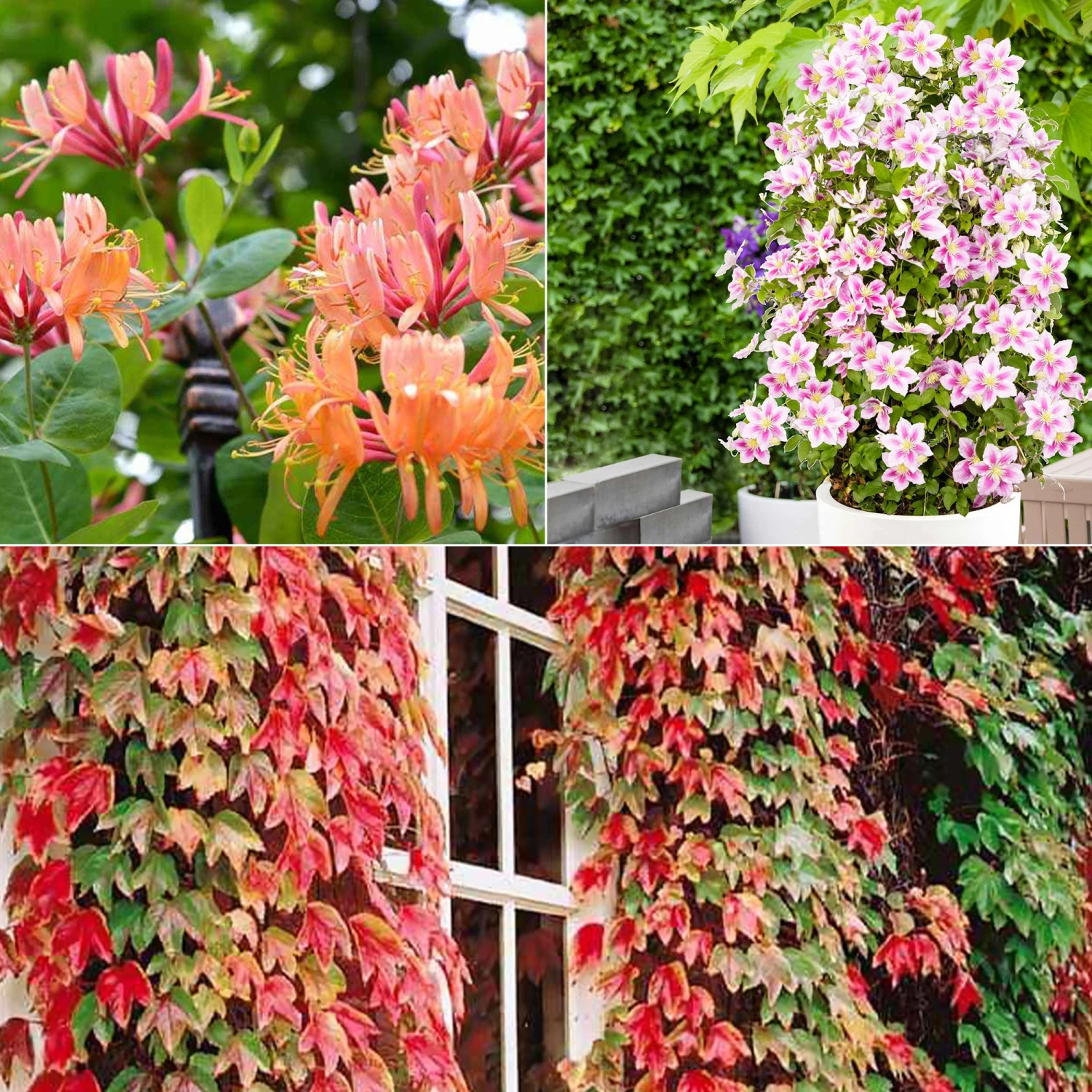 Collection De 3 Grimpantes : Chèvrefeuille, Clématite, Vigne Vierge 3 Collection De 3 Grimpantes : Chèvrefeuille, Clématite, Vigne Vierge