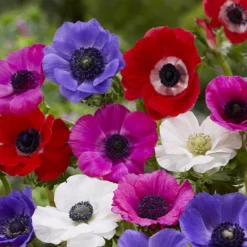 100 Bulbes De Fleurs Running Wild En Mélange -Pas Cher Jard Essy Magasin MON 031435 9 1706797836655