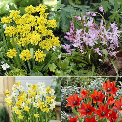 100 Bulbes De Fleurs 6 Mois De Fleurs En Mélange 4 100 Bulbes De Fleurs 6 Mois De Fleurs En Mélange – Image 2