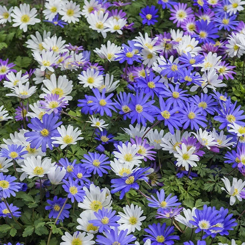 100 Bulbes De Fleurs 6 Mois De Fleurs En Mélange 7 100 Bulbes De Fleurs 6 Mois De Fleurs En Mélange – Image 5