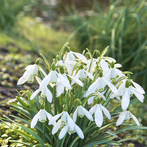 100 Bulbes De Fleurs 6 Mois De Fleurs En Mélange 6 100 Bulbes De Fleurs 6 Mois De Fleurs En Mélange – Image 4
