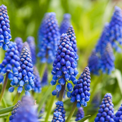 100 Bulbes De Fleurs 6 Mois De Fleurs En Mélange 8 100 Bulbes De Fleurs 6 Mois De Fleurs En Mélange – Image 6