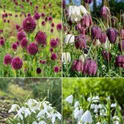 70 Bulbes De Fleurs Butterfly Food En Mélange