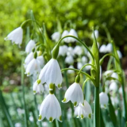 70 Bulbes De Fleurs Butterfly Food En Mélange -Pas Cher Jard Essy Magasin MON 031437 6 1706798390962