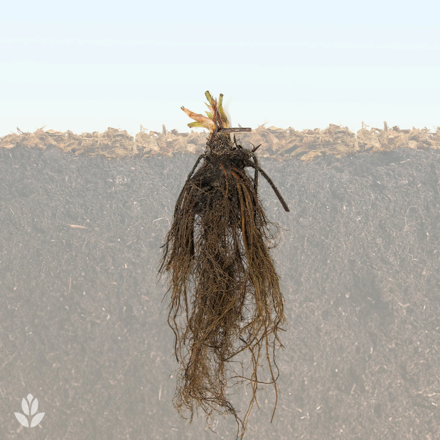 20 Fraisiers Remontants La Savoureuse De Willemse ® 5 20 Fraisiers Remontants La Savoureuse De Willemse ® – Image 3