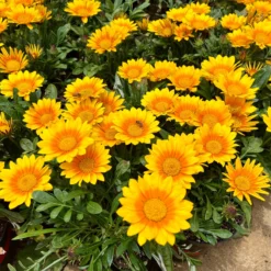 3 Gazania Suncarpet® -Pas Cher Jard Essy Magasin VDV 031549 3 1705329429107 scaled