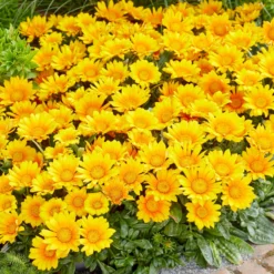 3 Gazania Suncarpet® -Pas Cher Jard Essy Magasin VDV 031549 4 1705329446890 scaled