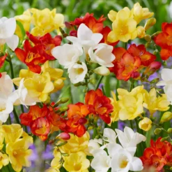 Pack De 312 Bulbes -Pas Cher Jard Essy Magasin VIS 020111 5 1708515223824