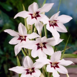 Pack De 312 Bulbes -Pas Cher Jard Essy Magasin VIS 020111 7 1708515229967