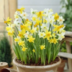 100 Bulbes De Fleurs 6 Mois De Fleurs En Mélange 20 100 Bulbes De Fleurs 6 Mois De Fleurs En Mélange -Pas Cher Jard Essy Magasin VIS 031436 9 1706797950431