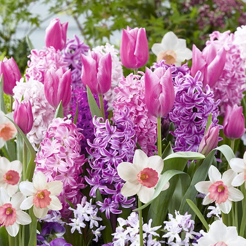 40 Bulbes De Fleurs Bordure Rose En Mélange 3 40 Bulbes De Fleurs Bordure Rose En Mélange