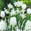 40 Bulbes De Fleurs Bordure Blanche En Mélange 1 40 Bulbes De Fleurs Bordure Blanche En Mélange -Pas Cher Jard Essy Magasin VIS 031446 1 496x 1706784347621
