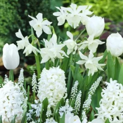 40 Bulbes De Fleurs Bordure Blanche En Mélange