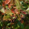 Aronia Prunifolia Nero 1 Aronia Prunifolia Nero -Pas Cher Jard Essy Magasin VIS 103243 1 1700821419583