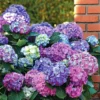 Hortensia Tricolore 1 Hortensia Tricolore -Pas Cher Jard Essy Magasin WIL 017749 1 BAK 1703154913658