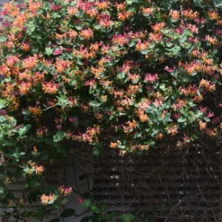 Chèvrefeuille Grimpant Goldflame