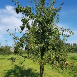 Poirier Beurré Hardy 7 Poirier Beurré Hardy -Pas Cher Jard Essy Magasin ado 100597 2 scaled