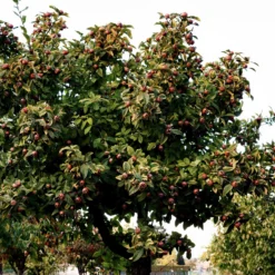 Néflier -Pas Cher Jard Essy Magasin ado 103519 2 scaled